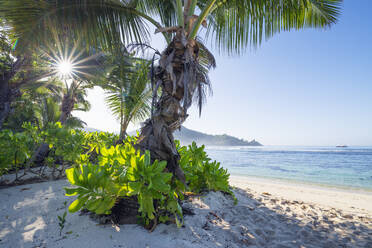 Palme am Strand von Baie Lazare im Sommer - RUEF03215