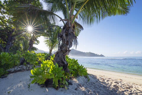 Palm tree growing on Baie Lazare beach in summer stock photo