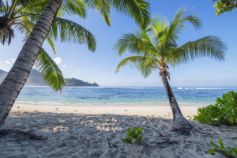 Palmen am Strand von Baie Lazare im Sommer, lizenzfreies Stockfoto
