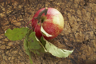 Ripe apple lying on wooden surface - SABF00065