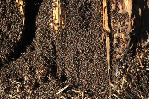 Schwarze und rote Ameisen krabbeln im Ameisenhaufen, lizenzfreies Stockfoto