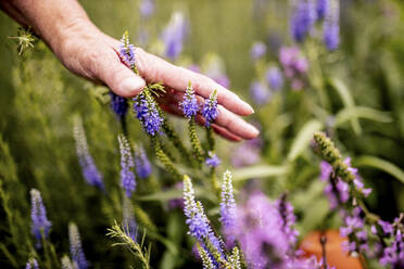 Frauenhand, die durch Lavendel im Kräutergarten streift - DAWF01845