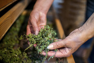 Woman holding green herbs over shelf - DAWF01847