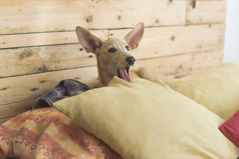 Young Greyhound dog looking away while sitting on bed at home - SKCF00723