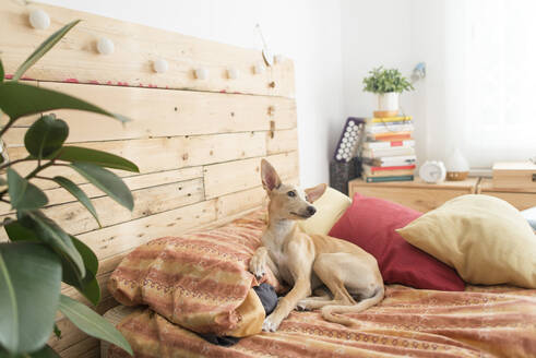 Junger Windhund im Bett - SKCF00725