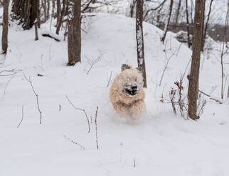 Aufgeregter Wheaten-Terrier-Hund, der wild durch ein verschneites Waldgebiet rennt. - CAVF93447