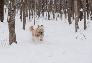 Aufgeregter Wheaten Terrier Hund, der schnell durch ein verschneites Waldgebiet läuft. - CAVF93448