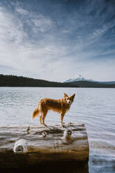 A golden haired dog stands on a log in front of lake and mountains - CAVF93490