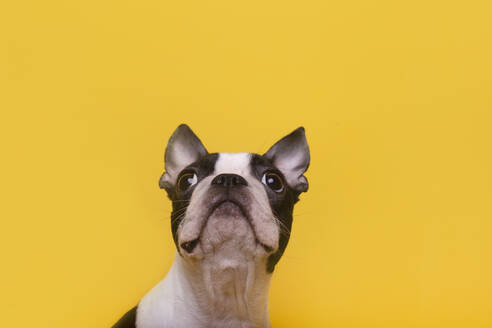 Head of Boston Terrier puppy looking up - RTBF01548