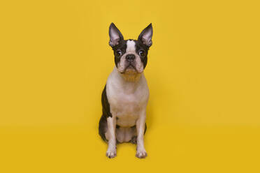 Porträt eines braunen und weißen Boston-Terrier-Welpen, der auf einem gelben Hintergrund sitzt - RTBF01549