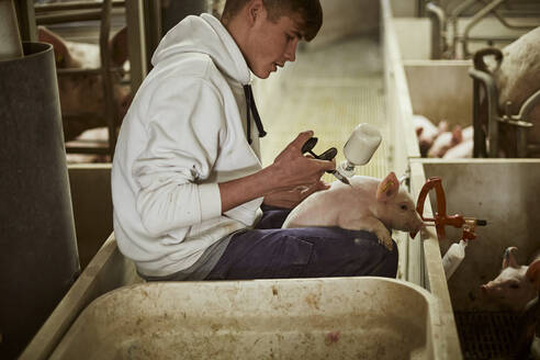 Jugendlicher beim Impfen eines Ferkels mit einer Spritze im Schweinestall - ACPF01164