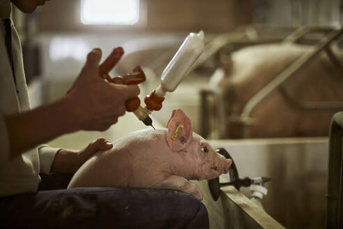 Jugendlicher beim Impfen eines Ferkels mit einer Spritze im Schweinestall - ACPF01165