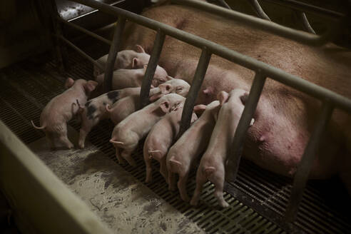 Weibliches Schwein mit säugenden Ferkeln auf dem Bauernhof - ACPF01168