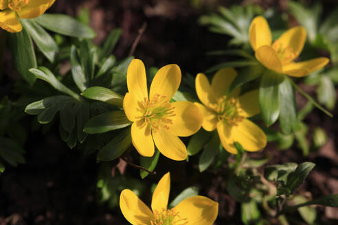 Gelb blühender Winter-Aconit (Eranthis hyemalis) - JTF01813