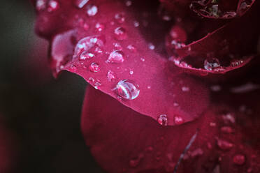 Schimmernde Wassertröpfchen auf roter Rosenblüte nach Regenschauer - CAVF93584