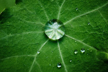 Glimmering Water Droplets on Green Leaf After Rainstorm - CAVF93585