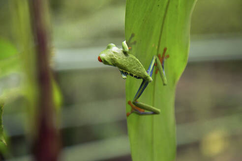 Frog in Costa Rica (summer) - CAVF93597