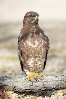 Selective focus of common buzzard (Buteo buteo) perched on an oak trunk against an unfocused background. Spain - CAVF93611