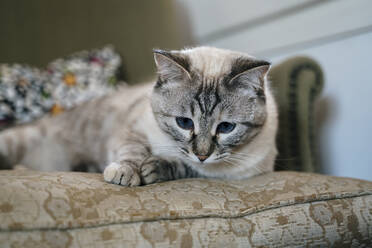 Schläfrige süße Katze auf der Couch liegend - AFVF08320