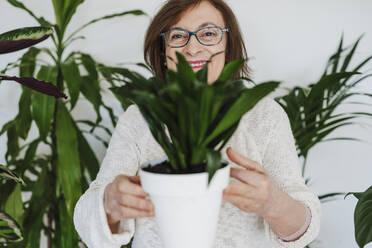 Lächelnde ältere Frau, die zu Hause eine Pflanze an die Wand hält - EBBF02593