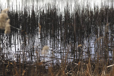 Reeds growing on lakeshore in winter - JTF01815