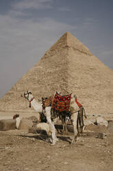 Ägypten, Kairo, Zwei Kamele stehen vor der Großen Pyramide von Gizeh - LHPF01380