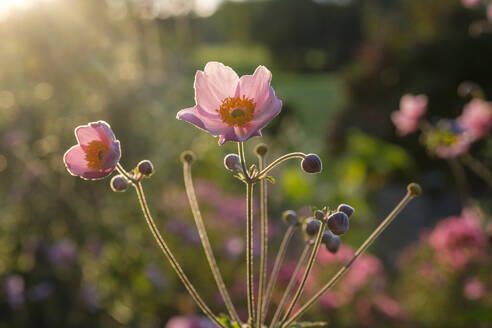 Frische blühende Anemonenblüten im Garten - LBF03415