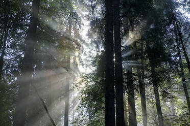 Sonnenstrahl, der durch die Bäume im Wald fällt - LBF03418