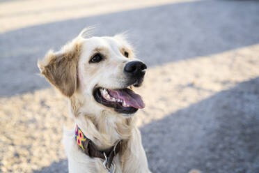 Dog looking away while sitting on road during sunny day - MPPF01542