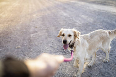 Woman holding pet leash of dog standing on road - MPPF01549