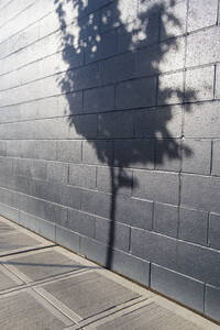 Tree shadow on a building wall - MINF15911