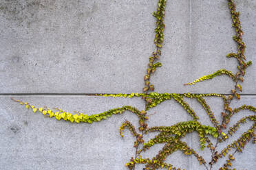 Vine growing along concrete building wall, autumn - MINF15912