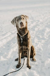 Porträt eines braunen Labrador Retrievers, der auf Schnee sitzt - OJF00435