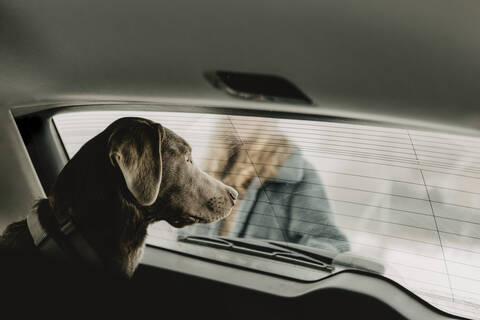 Labrador Retriever schaut durch das Fenster im Auto, lizenzfreies Stockfoto