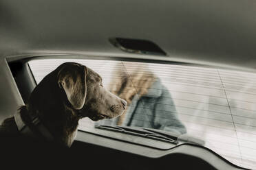 Labrador Retriever looking through window inside car - OJF00451