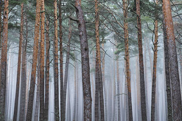 Nebliger Kiefernwald im Herbst - JAQF00340