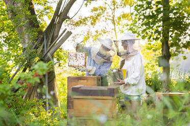 Vater und erwachsene Tochter begutachten Bienenstöcke im Frühling - AKLF00101