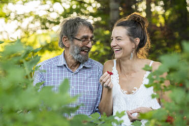 Vater und erwachsene Tochter pflücken rote Johannisbeeren im Garten - AKLF00105