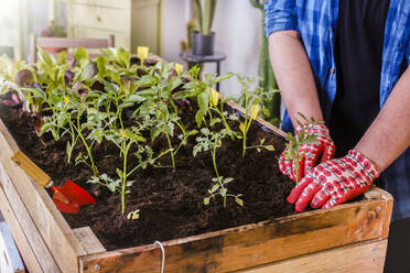 Young man planting tomato seedlings in his urban garden - RTBF01551