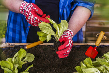 Young man examining a green lettuce seedling in his urban garden - RTBF01553