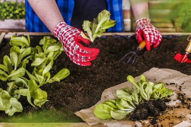 Junger Mann pflanzt Salatsetzlinge in seinem städtischen Garten - RTBF01554