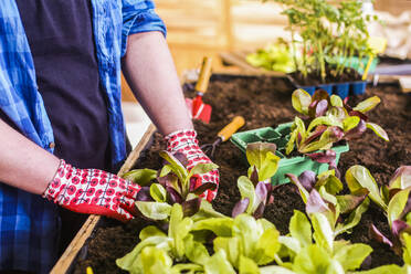 Young man planting oak leaf lettuce seedlings in his urban garden - RTBF01570