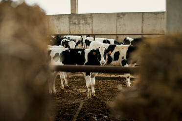 Calves at stable - ACPF01177