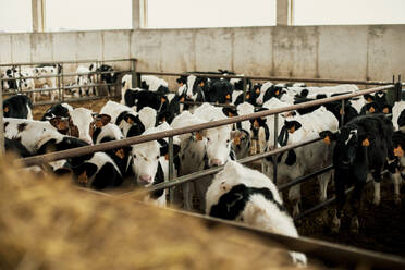 Calves in stable at farm - ACPF01178