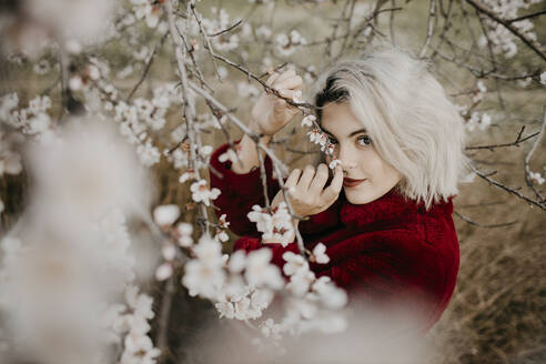 Blond woman touching branch while standing below blossoming almond tree - GMLF01029