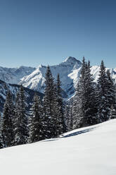 Schneebedeckte Berge und Tannenbäume vor blauem Himmel, Lechtaler Alpen, Tirol, Österreich - WFF00491