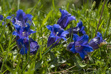 Stängellose Enziane (Gentiana acaulis) blühen im Sommer - LBF03454