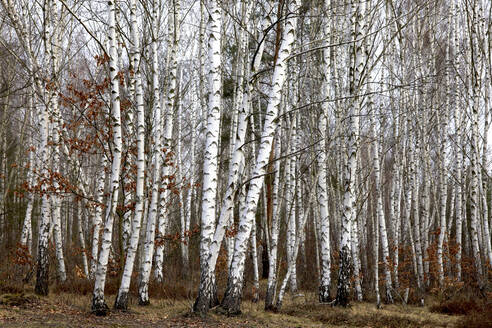 Birkenwald im Spätwinter - JTF01821