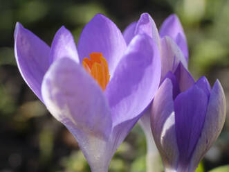 Violett blühende Krokusse - WIF04395