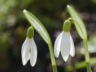 Weiß blühende Schneeglöckchen (Galanthus) - WIF04396